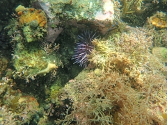 Strongylocentrotus purpuratus