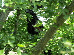 Crotophaga sulcirostris