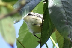 Setophaga fusca