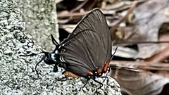 Atlides halesus