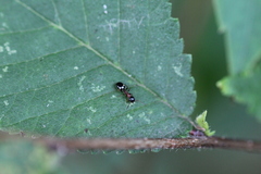 Dolichoderus quadripunctatus