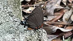 Atlides halesus