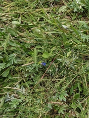 Gentiana parryi