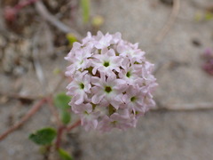Abronia umbellata