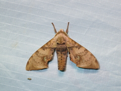 Daphnusa ocellaris