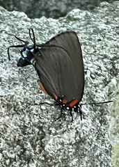 Atlides halesus