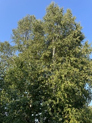 Betula papyrifera