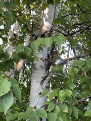 Betula papyrifera