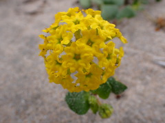 Abronia latifolia