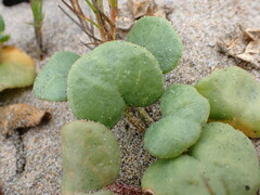 Abronia latifolia