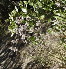 Galium angustifolium