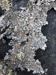 Punctelia stictica