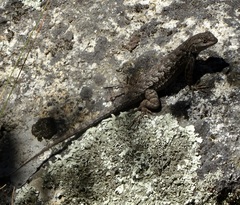 Sceloporus occidentalis longipes