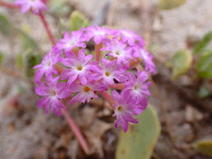 Abronia umbellata