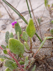 Abronia umbellata