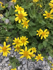 Arnica latifolia
