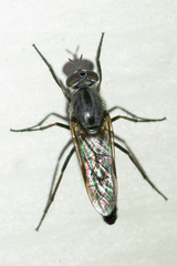 Ozodiceromyia