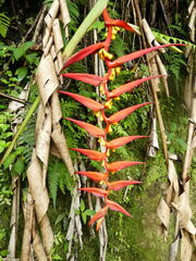 Heliconia