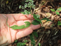 Eupatorium sessilifolium