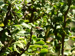 Cylindromyia bicolor