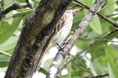 Myiodynastes maculatus