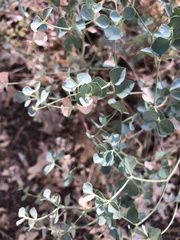 Euphorbia lurida