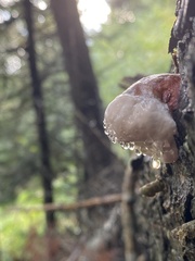 Fomitopsis pinicola