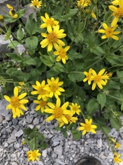 Arnica latifolia