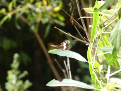 Limenitis lorquini