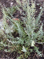 Artemisia ludoviciana