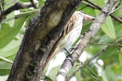 Myiodynastes maculatus