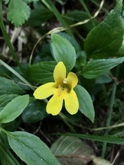 Erythranthe dentata
