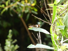 Limenitis lorquini