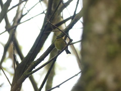 Myiophobus flavicans