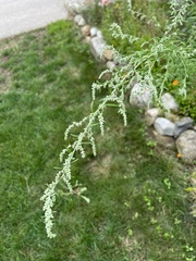 Artemisia indica