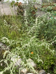Artemisia indica