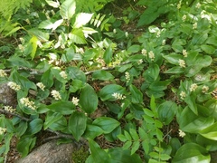 Maianthemum canadense