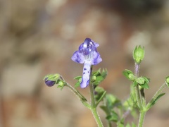 Trichostema setaceum