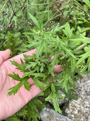Artemisia indica