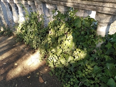 Hedera helix