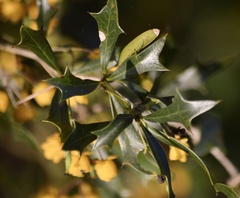 Berberis ruscifolia
