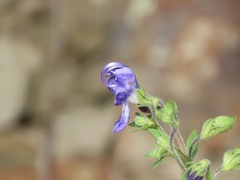 Trichostema setaceum