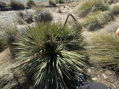 Aciphylla