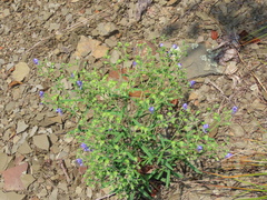 Trichostema setaceum