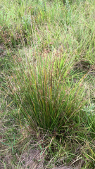 Juncus effusus