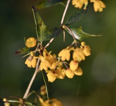 Berberis ruscifolia