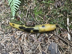 Ariolimax columbianus