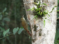 Lepidocolaptes falcinellus