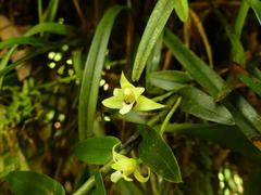 Maxillaria