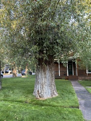 Populus angustifolia